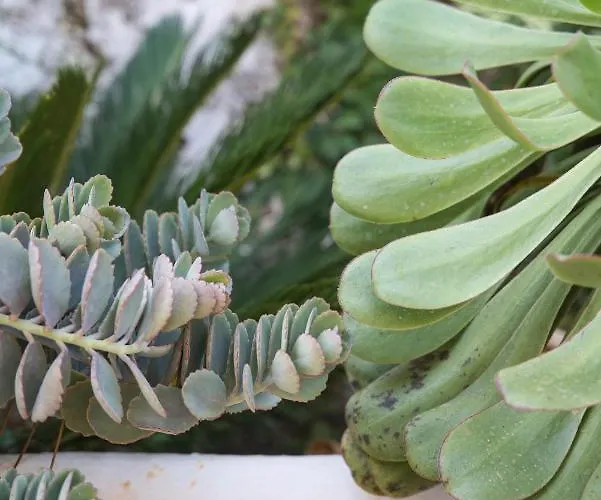 Superior G: Private Pool & Concierge דירה *